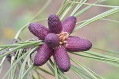 Pinus ponderosa