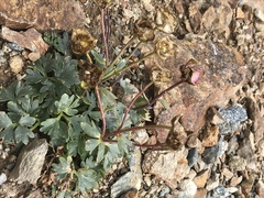 Ranunculus glacialis