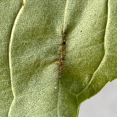 Phylloxera caryaevenae