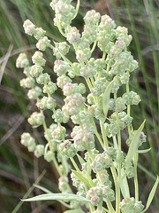 Chenopodium berlandieri