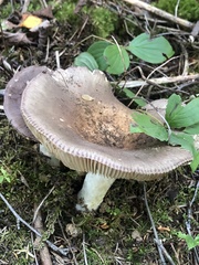 Russula compacta