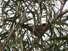 Saltator aurantiirostris