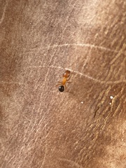 Myrmentoma
