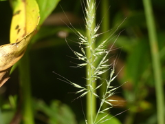 Muhlenbergia frondosa
