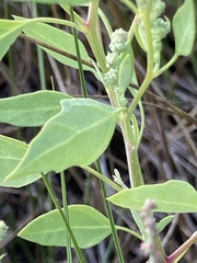 Chenopodium berlandieri