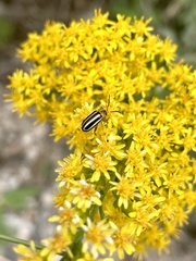 Disonycha glabrata