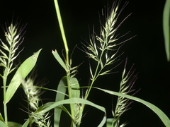 Muhlenbergia frondosa