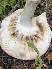 Russula compacta