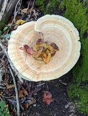 Bondarzewia berkeleyi