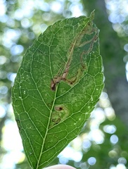 Phytomyza ilicis group