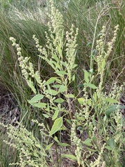 Chenopodium berlandieri
