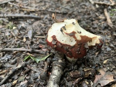 Stropharia rugosoannulata