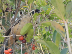 Saltator aurantiirostris