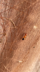 Myrmentoma