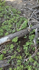 Hydnotrya