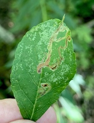 Phytomyza ilicis group