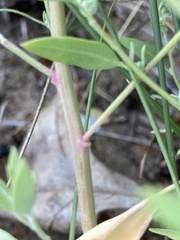 Chenopodium berlandieri