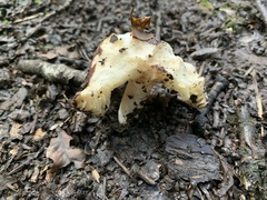 Stropharia rugosoannulata