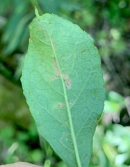 Phytomyza ilicis group