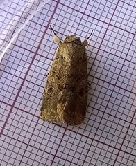 Spodoptera cilium