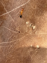 Myrmentoma