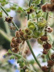 Cynoglossum amabile