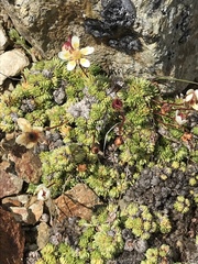 Saxifraga bryoides