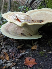 Bondarzewia berkeleyi