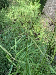 Juncus canadensis