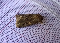 Spodoptera cilium