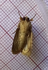 Spodoptera cilium