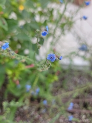 Cynoglossum amabile