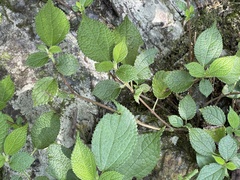 Boehmeria pilosiuscula