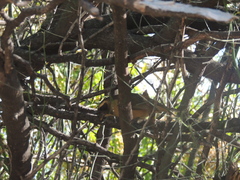 Saltator aurantiirostris