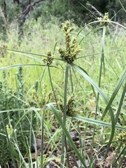 Cyperus fendlerianus