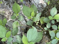 Boehmeria pilosiuscula