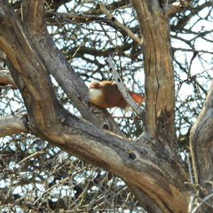 Tarphonomus certhioides