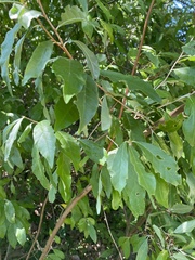 Elaeagnus umbellata