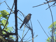Saltator aurantiirostris