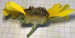 Helianthus annuus