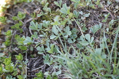 Sibbaldia procumbens
