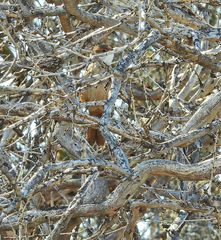 Tarphonomus certhioides