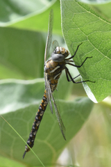 Rhionaeschna californica