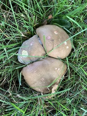 Porphyrellus sordidus