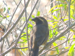 Saltator aurantiirostris