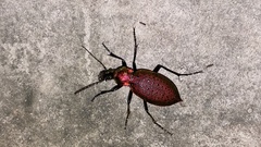 Carabus smaragdinus