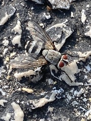 Microphthalma disjuncta