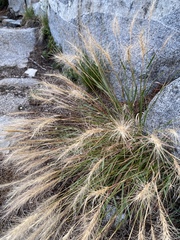 Elymus elymoides
