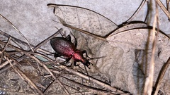 Carabus smaragdinus