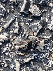 Microphthalma disjuncta